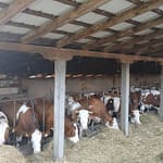 Farmer nakon 20 godina rasprodaje krave i traži posao u Austriji