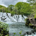 Milančev buk na pragu UNESCO